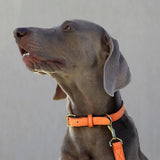 1 of 7:tusk 003 madison leather dog collar orange model 01 - ORANGE