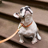 2 of 7:tusk 003 madison leather dog collar orange model 02 - ORANGE