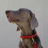 5 of 7:tusk 003 madison leather dog collar water red model 01 - RED
