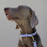 3 of 7:tusk 003 madison leather dog collar water blue model 01 - WATER BLUE