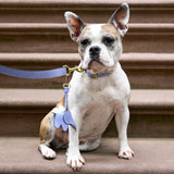 4 of 7:tusk 003 madison leather dog collar water blue model 02 - WATER BLUE