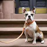 6 of 7:tusk 004 madison leather dog leash orange model 02 - ORANGE